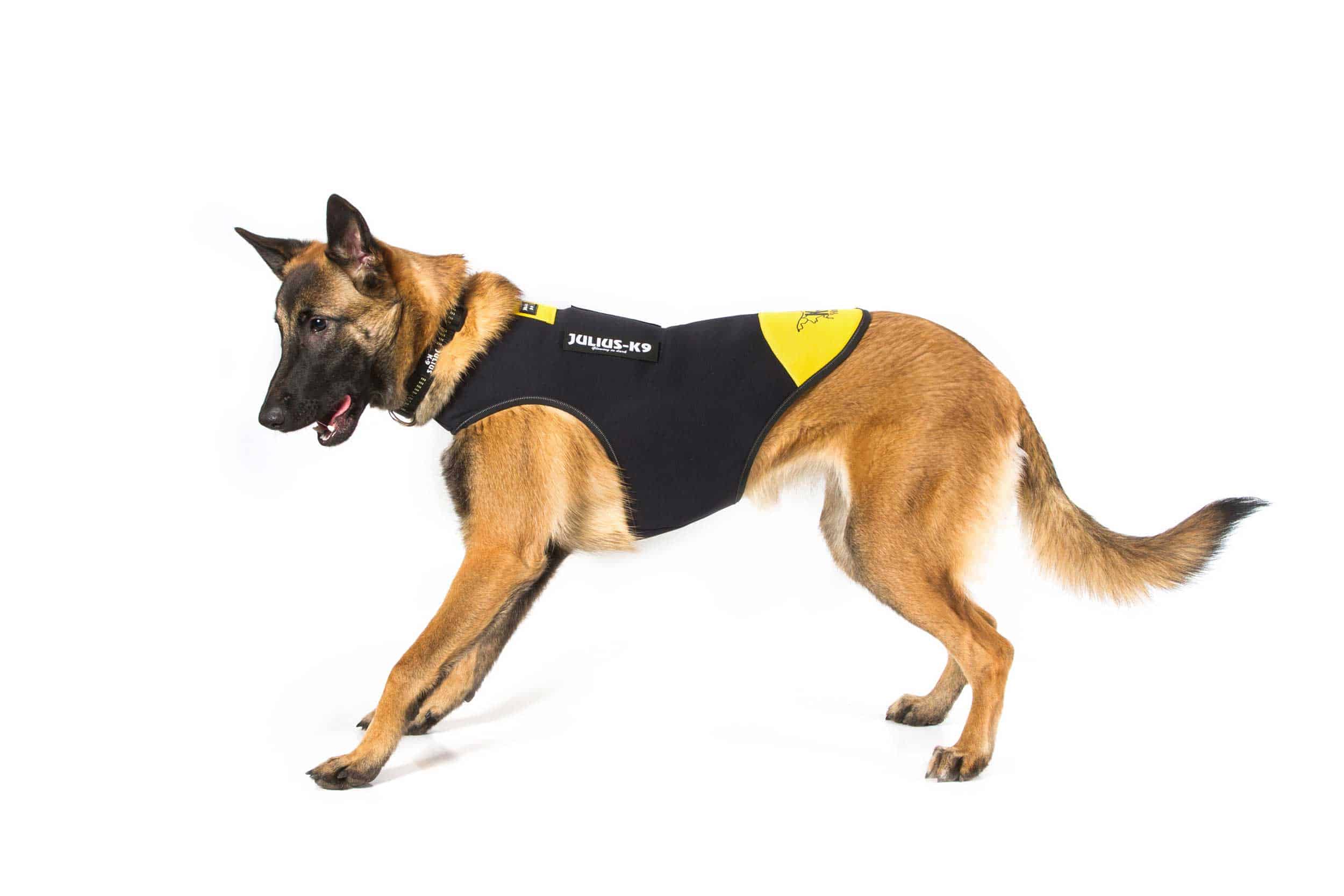 Reflective Neoprene Dog Jacket JuliusK9 Neoprene IDC® Dog Jacket