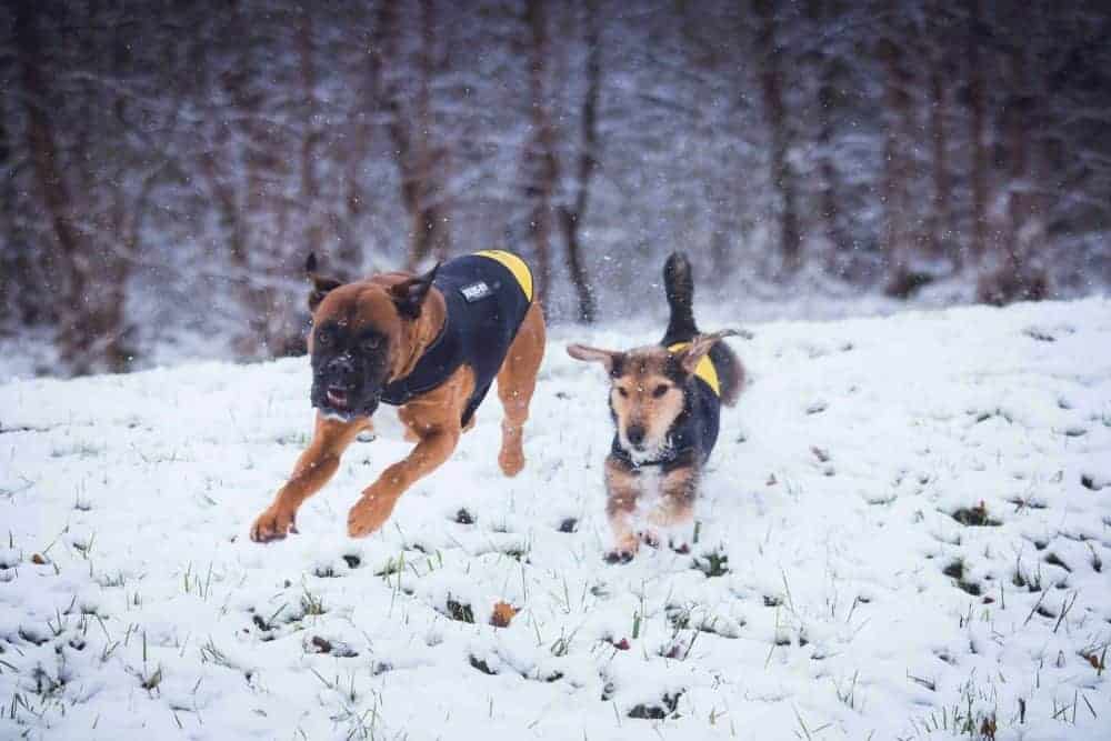 julius k9 neoprene vest