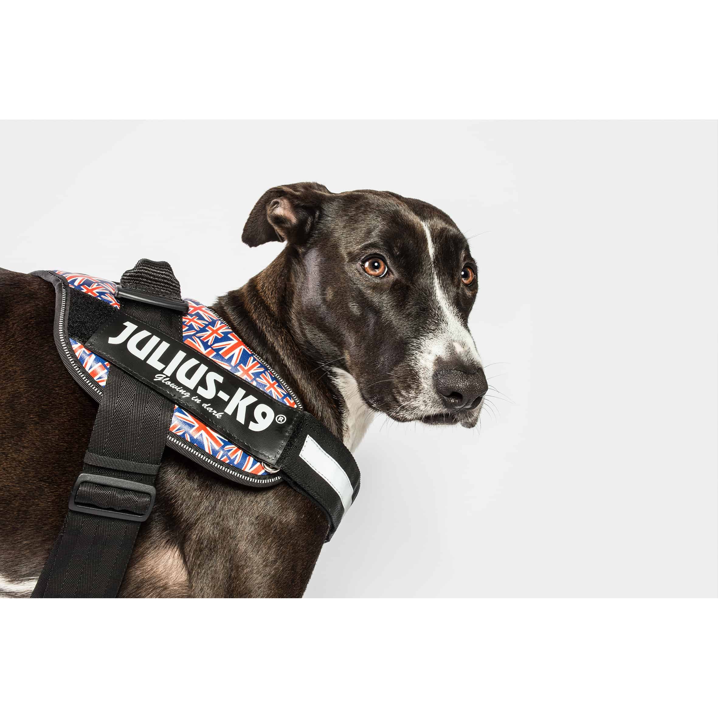 Julius K9 IDC K9 IDC Flag Harness Products Direct