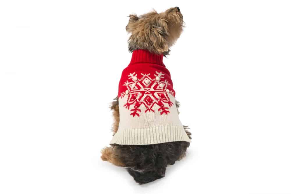 red dog jumper
