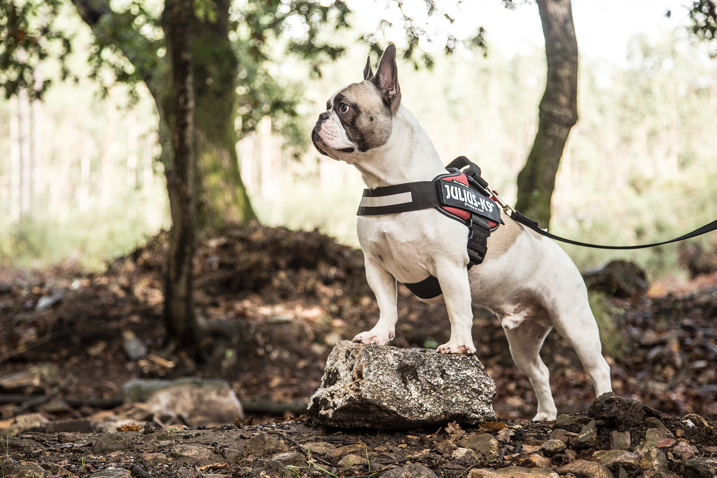 JuliusK9 IDC® Power Dog Puppy Harness Strong Adjustable Reflective FREE UK P&P eBay