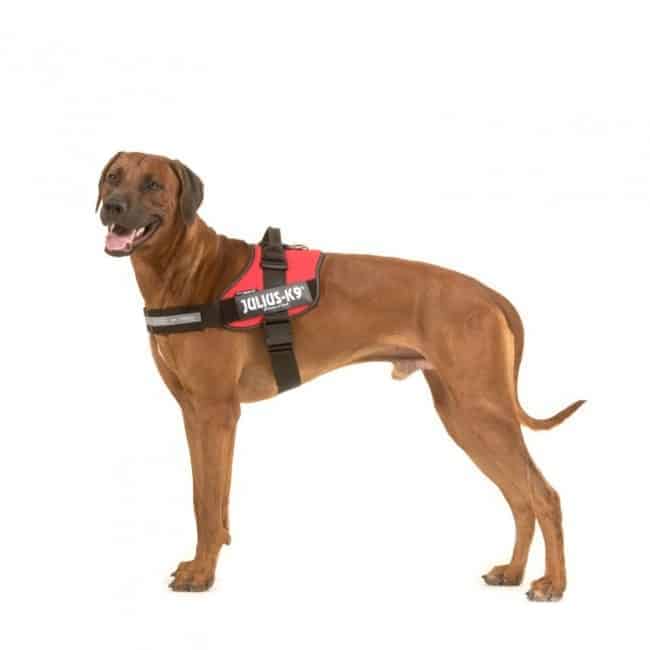 JuliusK9 IDC Dog Powerharness Products Direct